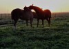 Amaneciendo en el campo