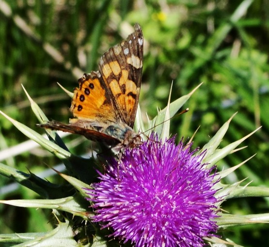 Foto 3/Cardos (avejas y mariposas)