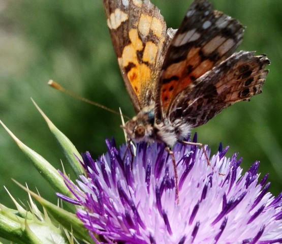 Foto 4/Cardos (avejas y mariposas)