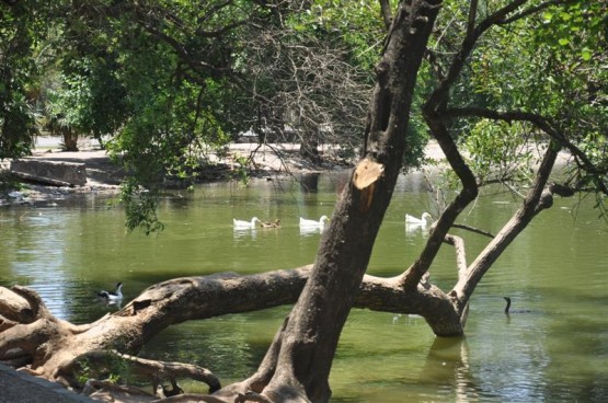 Foto 1/Al agua pato