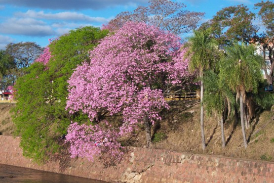 Foto 1/Lapachos en flor