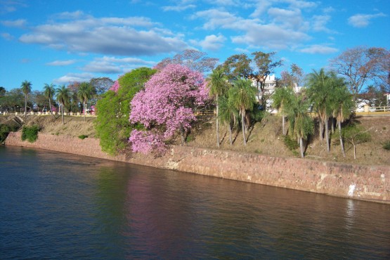 Foto 2/Lapachos en flor