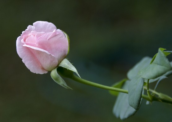 Foto 4/Rosa