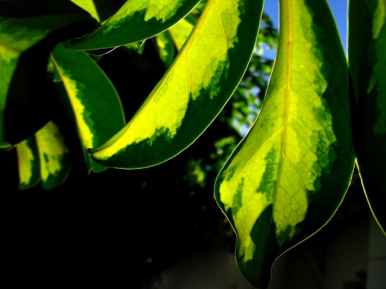 Foto 3/Hojas bicolores, dos tonos de verde.