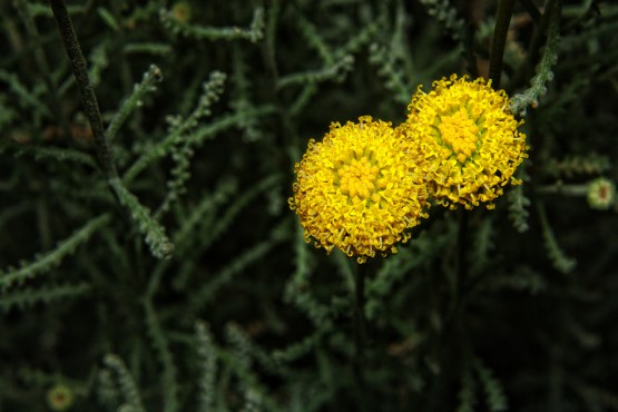 Foto 5/Flores de mi jardn II