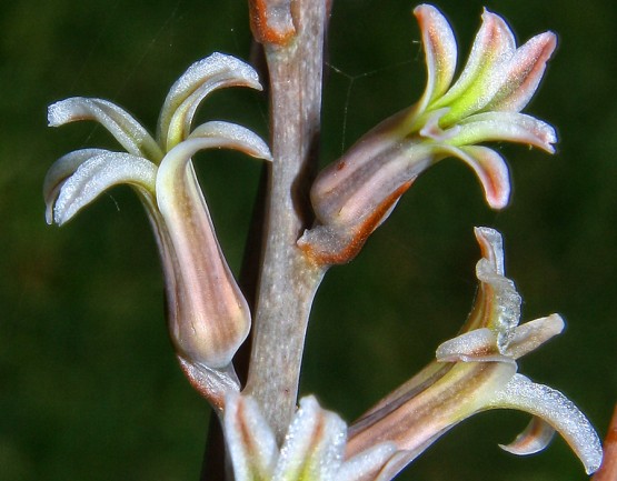 Foto 1/Flores de mi jardn IV