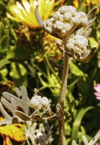 Foto 5/Flores de mi jardn serie VII