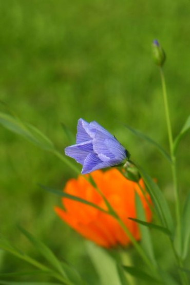 Foto 1/Flores de mi jardn serie VIII