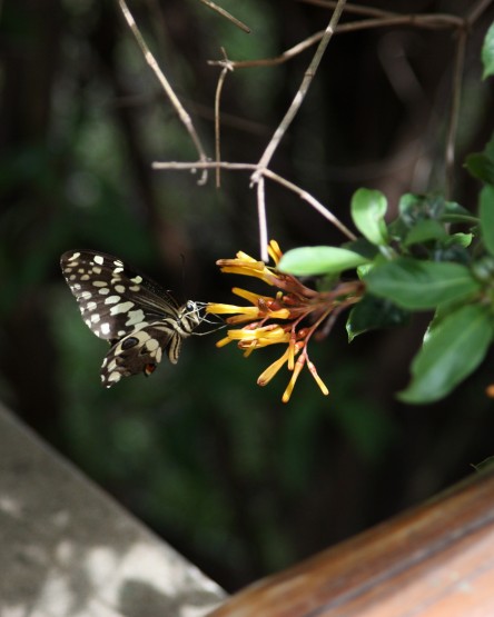 Foto 2/Tarde de mariposas