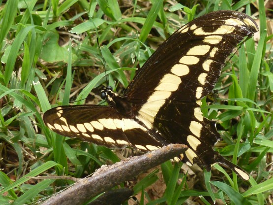 Foto 5/Mariposa atrapada en telaraa