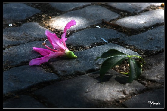 Foto 2/Adoquin en flor