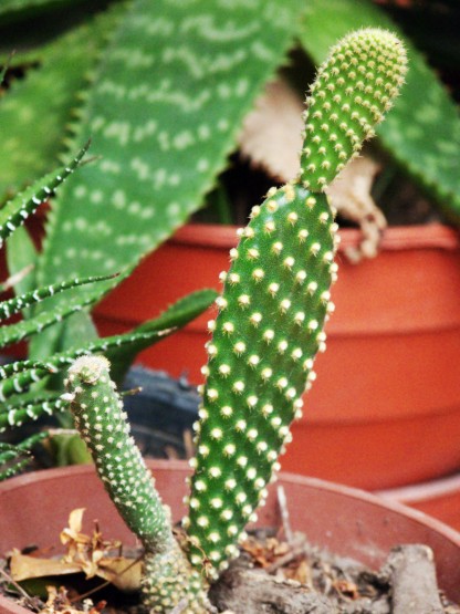 Foto 1/cactus y espinas