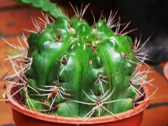 Foto 2/cactus y espinas