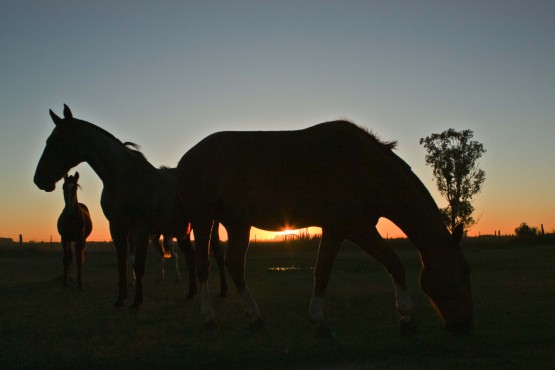 Foto 1/Atardecer en los pagos de Areco