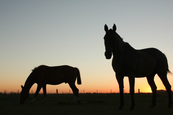 Foto 2/Atardecer en los pagos de Areco