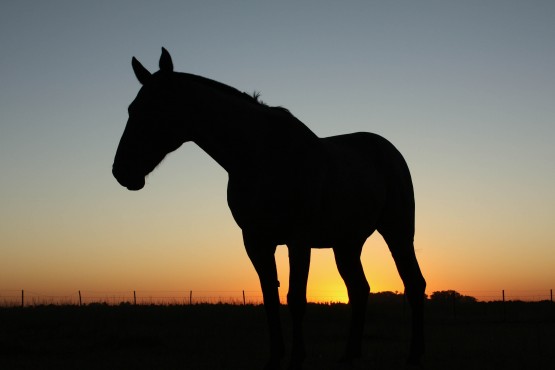 Foto 3/Atardecer en los pagos de Areco