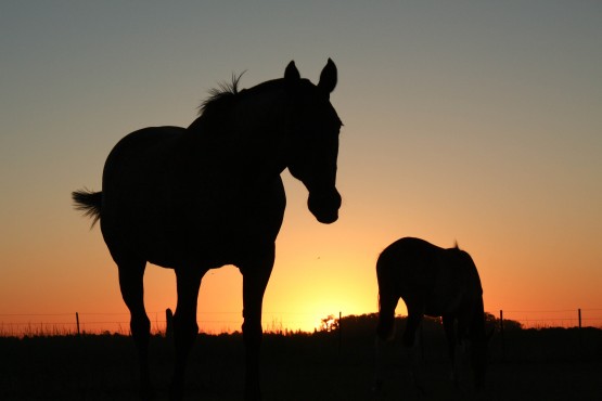 Foto 4/Atardecer en los pagos de Areco