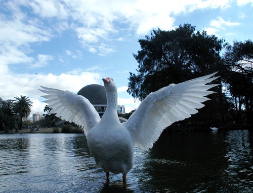 Foto 1/El lago central del Parque Centenario