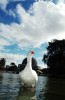 El lago central del Parque Centenario