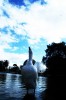 El lago central del Parque Centenario