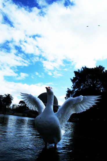 Foto 4/El lago central del Parque Centenario