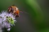 Abeja en flor de mentas