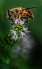 Abeja en flor de mentas