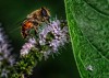 Abeja en flor de mentas