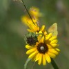 El fantasma de las mariposas