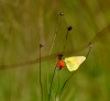 El fantasma de las mariposas