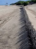 Crines en la arena