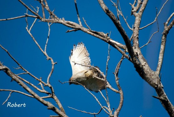 Foto 3/Aves