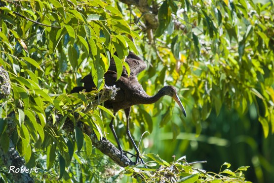 Foto 4/Aves