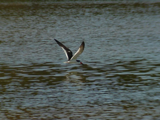 Foto 3/Rayador en vuelo