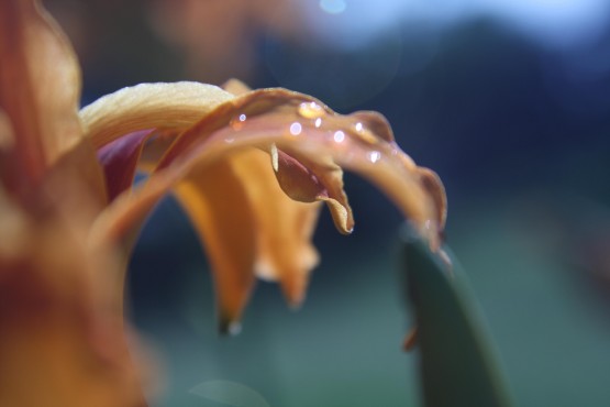 Foto 1/sinfona en naranjas