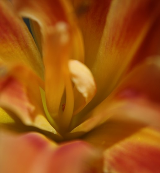 Foto 4/sinfona en naranjas