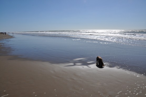 Foto 1/`EL PERRO Y EL MAR`