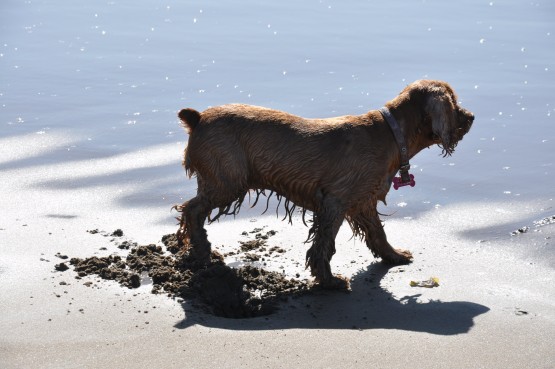 Foto 2/`EL PERRO Y EL MAR`