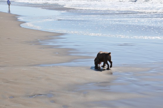 Foto 3/`EL PERRO Y EL MAR`