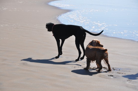 Foto 4/`EL PERRO Y EL MAR`