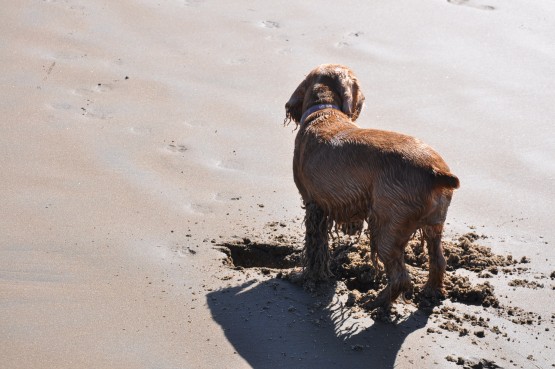 Foto 5/`EL PERRO Y EL MAR`