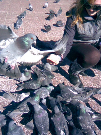 Foto 4/Entre palomas osadas