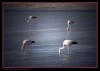 Reserva Nacional `Los Flamencos`