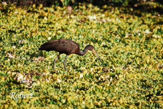 Foto 3/Reserva Ecologica de Vicente Lopez