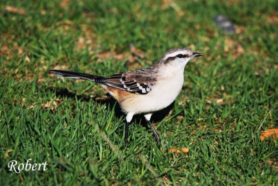 Foto 4/Reserva Ecologica de Vicente Lopez