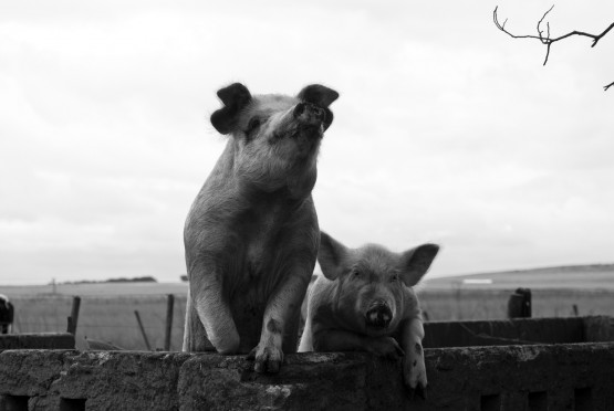 Foto 1/Personajes en el campo