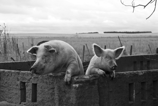 Foto 2/Personajes en el campo