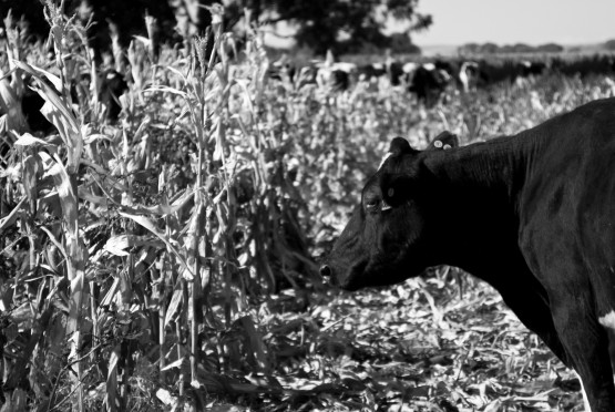 Foto 5/Personajes en el campo