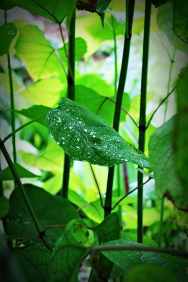 Foto 2/Lluvia de Mayo