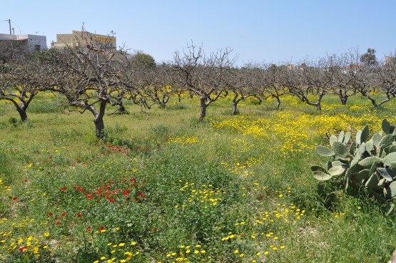 Foto 1/LA RUTA DEL PISTACHO en grecia